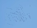 CENTRO OCUPACIONAL ASPROCOLOR CELEBRA EL DÍA MUNDIAL DE LAS AVES